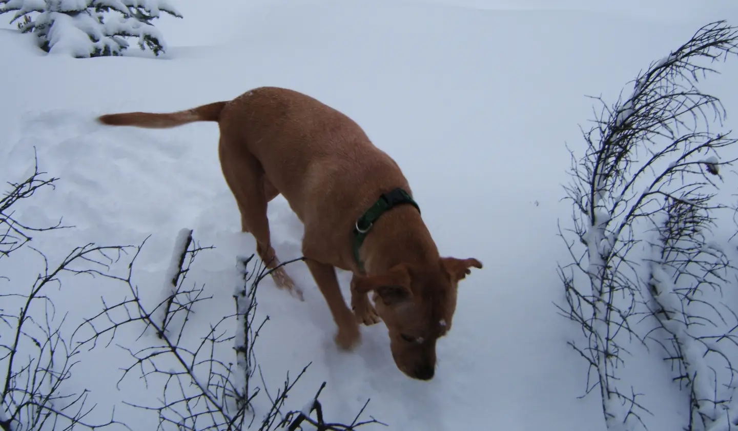 Winter Dog Walker