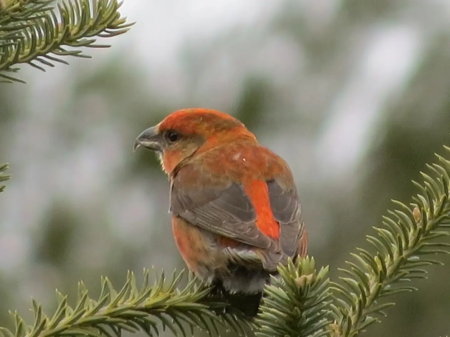 Spring Birding with Juvenile Red & White-winged Crossbills!