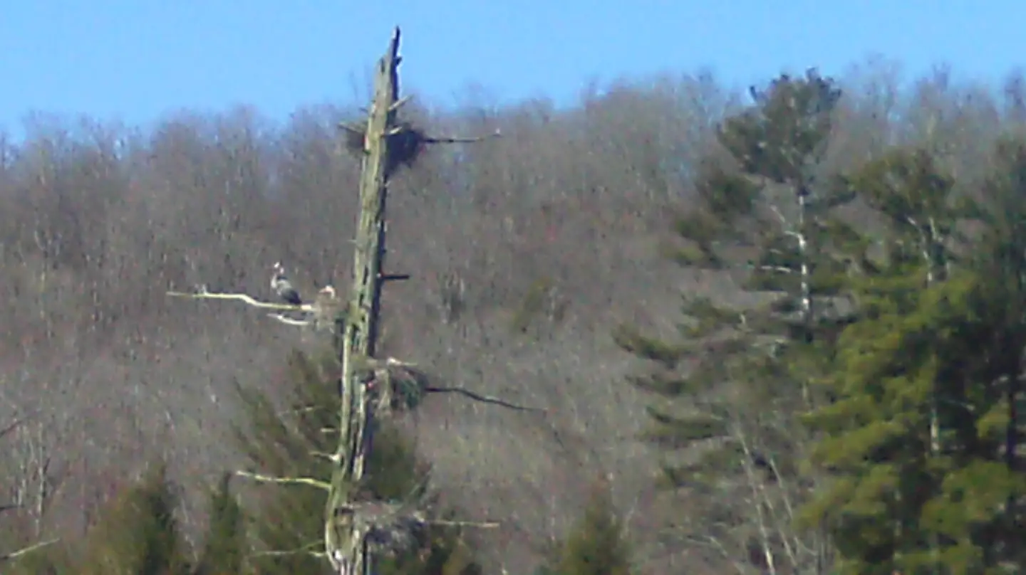 In Search of Herons: Big Pond