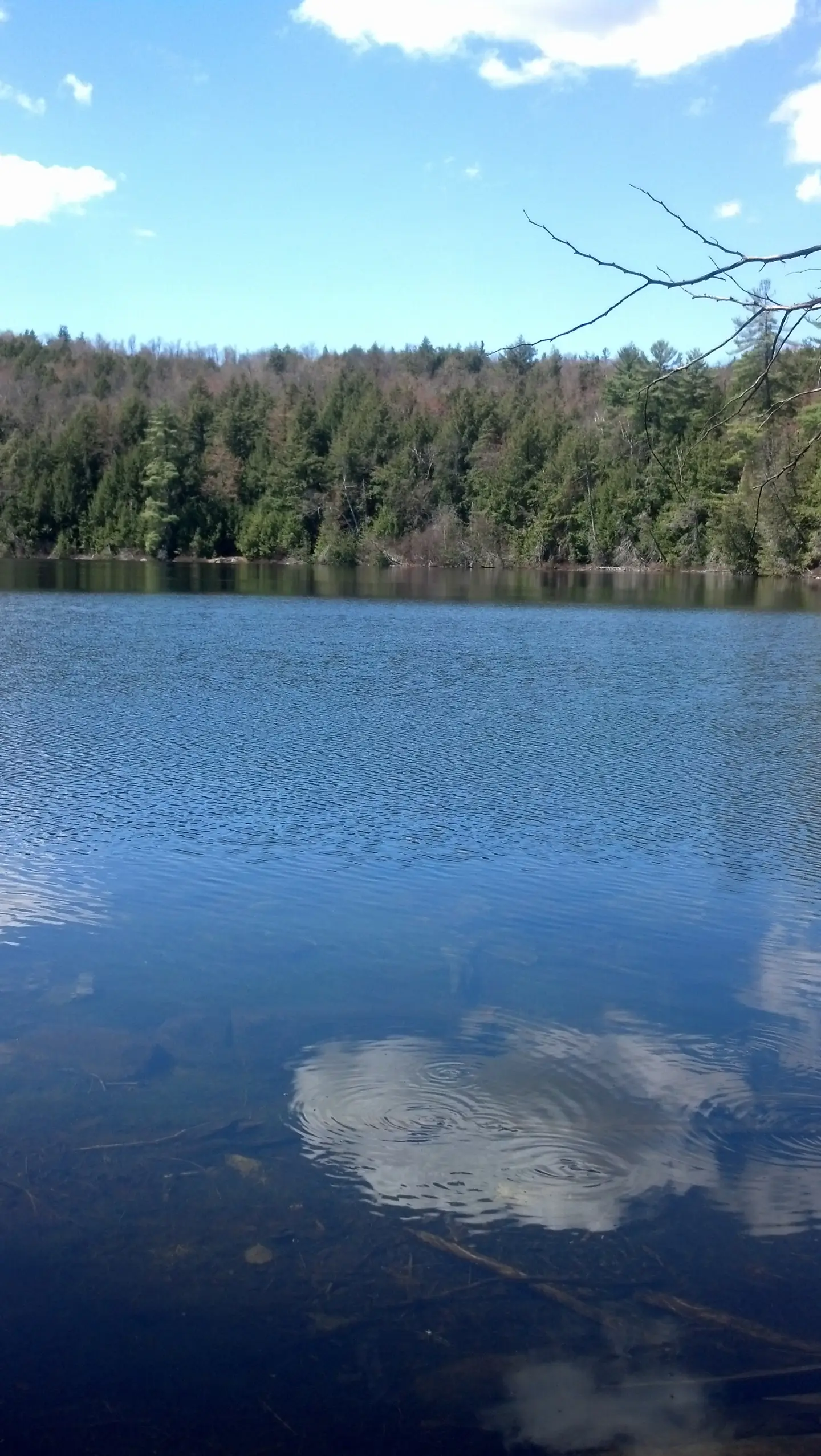 Frogs, Fish and Salamanders: Chalis Pond