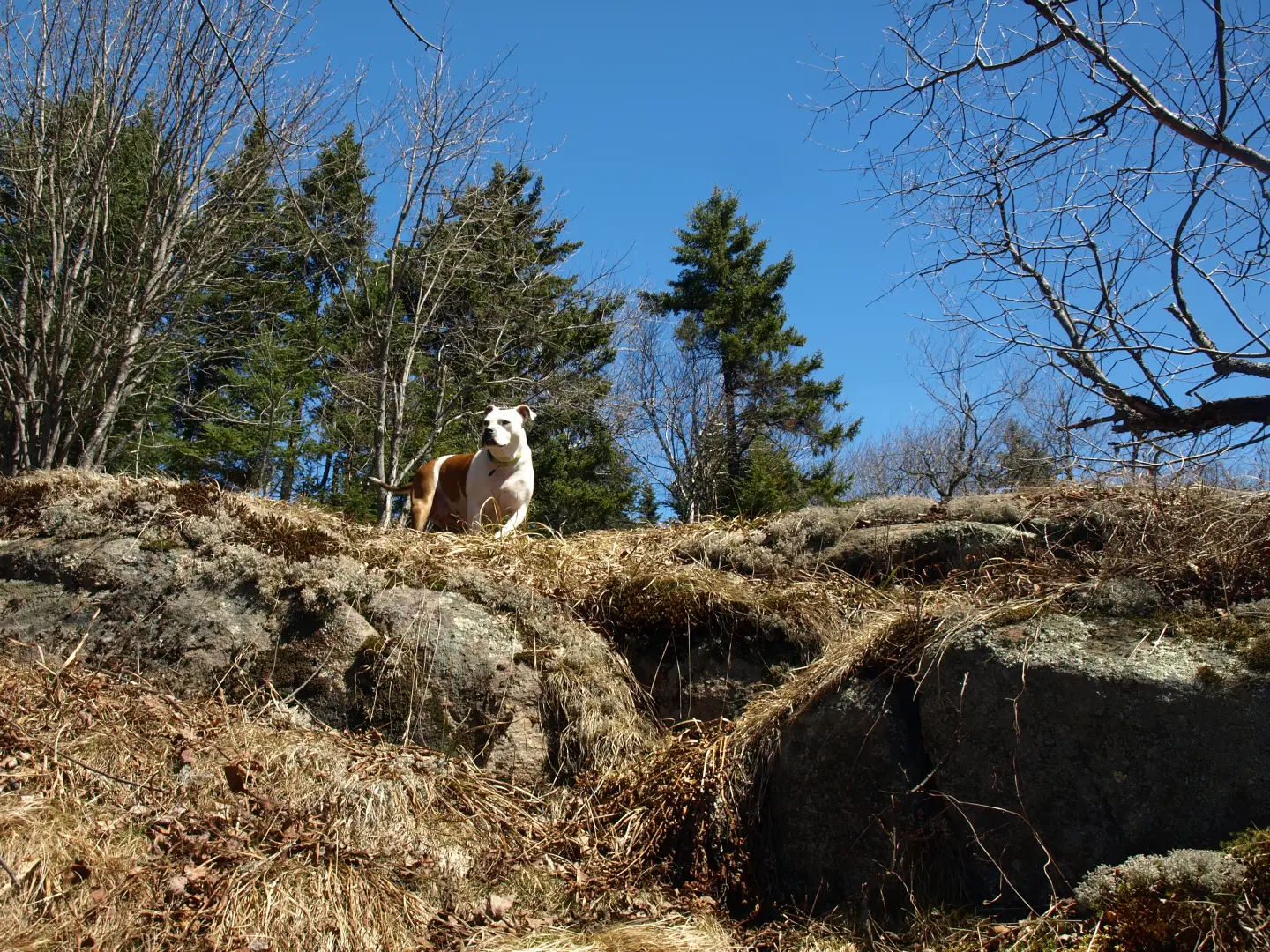 Dutton, Venison, and Kellogg Mountains: a hat-trick in the Vanderwhacker Mountain Wild Forest