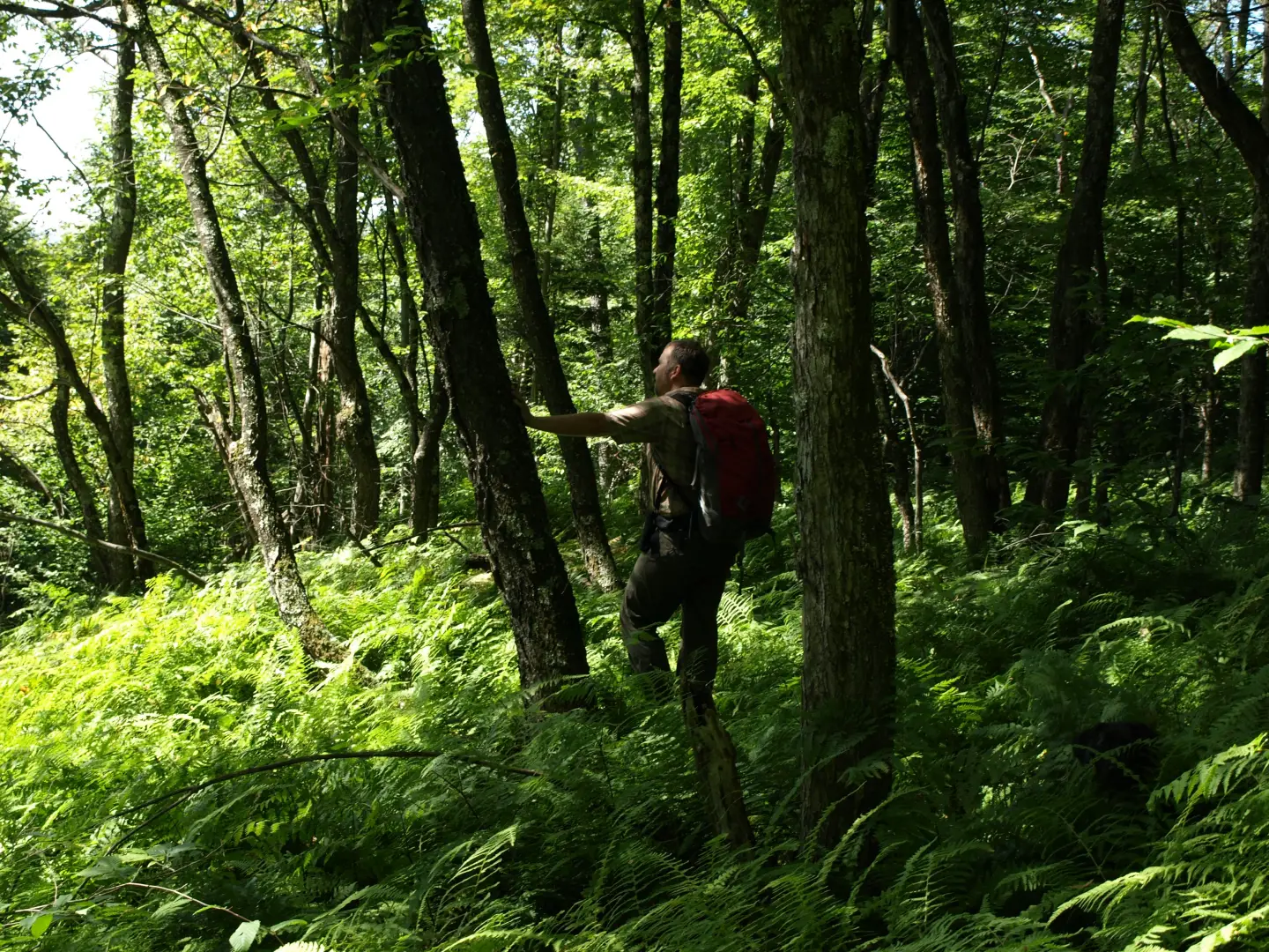 Gear for a day of summer hiking in the Adirondacks