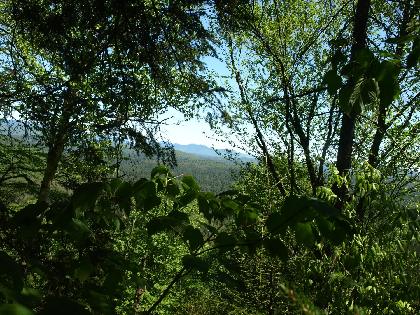 Another day: another Buck - a quick little adventure near Newcomb