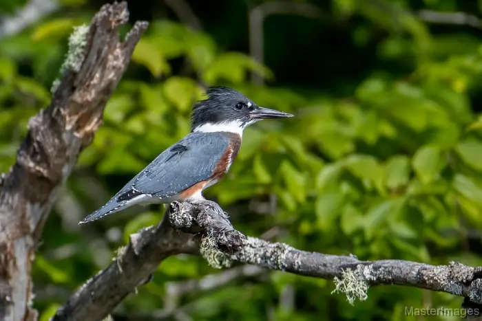 We found a Belted Kingfisher as we paddled - as is often the case on Adirondack paddles. Image courtesy of MasterImages.org.