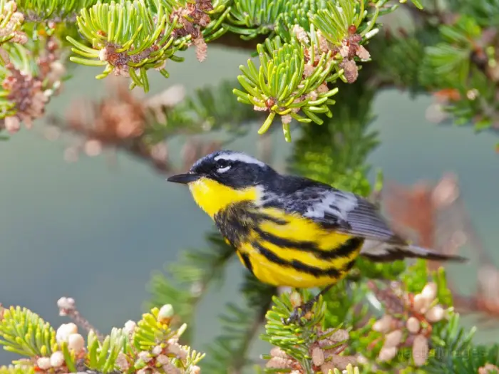 I love finding Magnolia Warblers. Image courtesy of MasterImages.org.