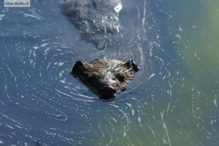 I've found beavers at Hewitt Eddy in the past.