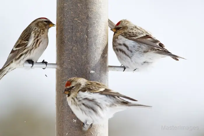This winter has seen an influx of Common Redpolls across the region meaning birders should pay attention to bird feeders when they are in towns like Schroon Lake. Image courtesy of MasterImages.org.