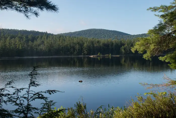 A lake surrounded by green trees