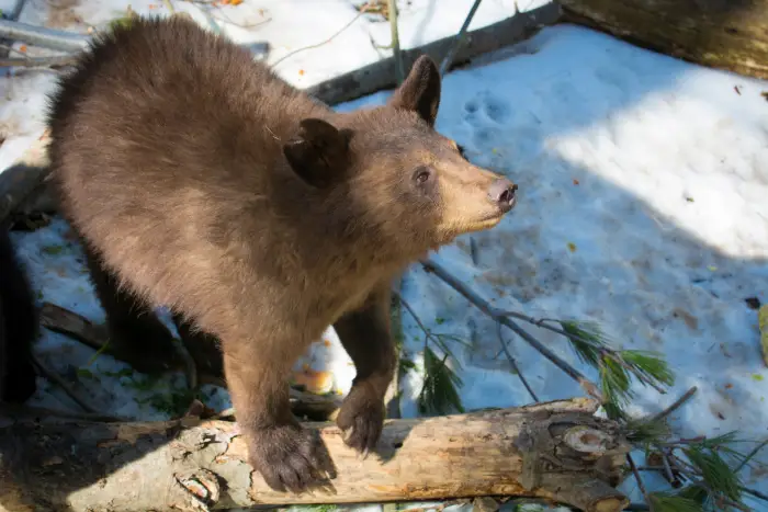 A young black bear on a log