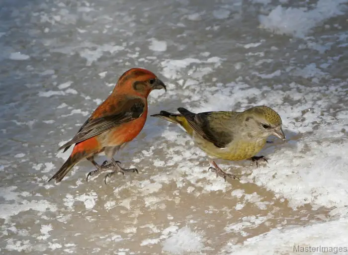 I found a couple of pairs of Red Crossbills during the trip. Image courtesy of www.masterimages.org.