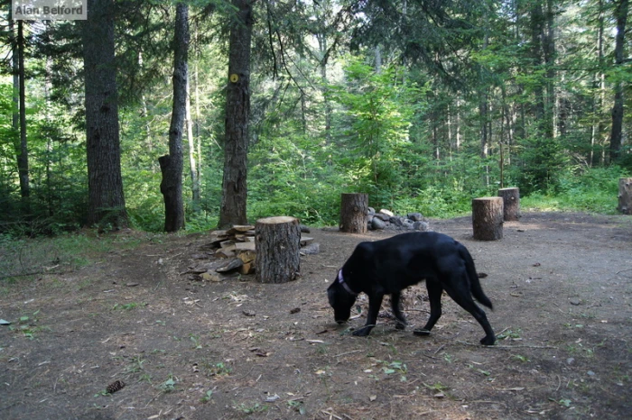 Wren and I camped in the same campsite a number of times - including in 2015.