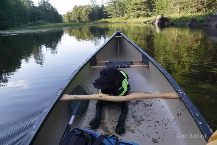 Wren lays quietly in her muddy spot in the boat as we paddled Sucker Brook.