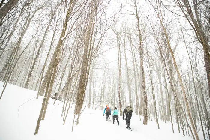 A group of people snowshoeing through a forest.