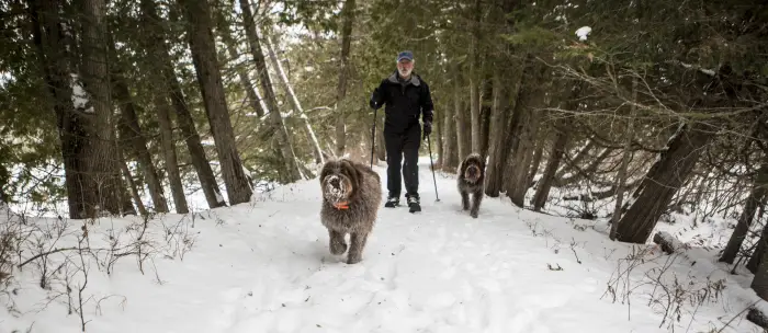 A man and two dogs snowshoe through a snowy forest.