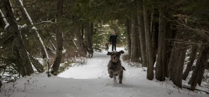 A dog runs along a snowy forest trail&#44; with humans in the distance.