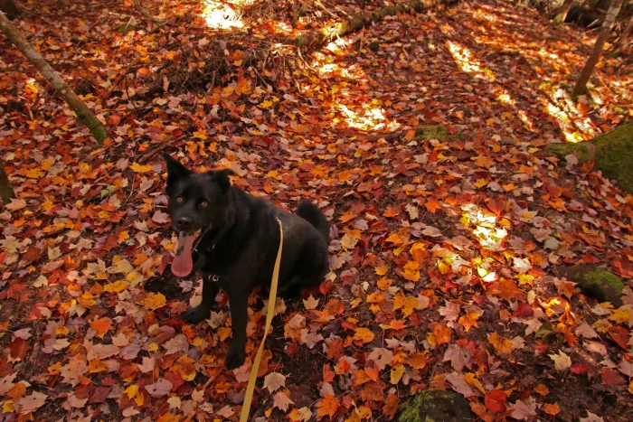 The Pond Covered in Fall Leaves