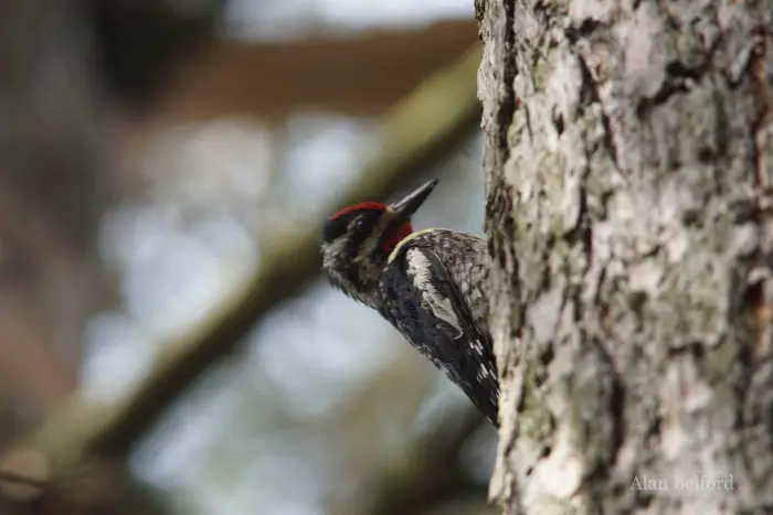 Yellow-bellied Sapsuckers can be found throughout the hike.