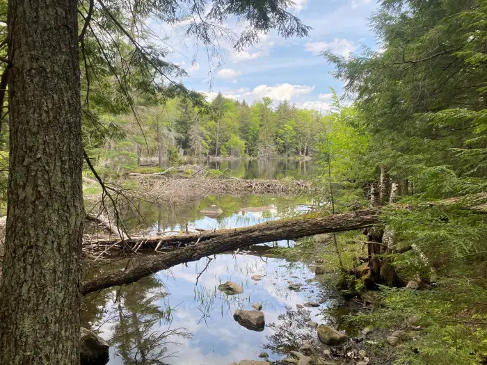A beaver dam bisects a body of water surrounded by dense stands of trees.