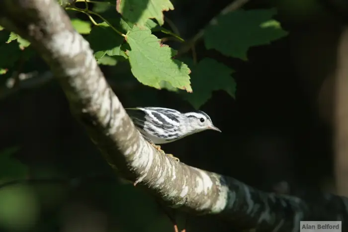 I found a few Black-and-white Warblers while I camped.