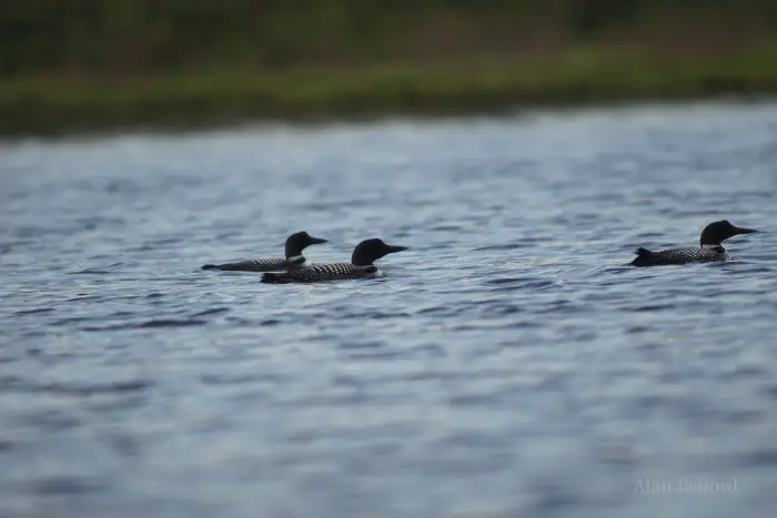 This trio of Common Loons put on a captivating performance.