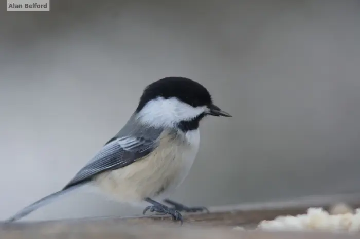 I enjoyed watching the Black-capped Chickadees and Red-breasted Nuthatches at the center's bird feeders.