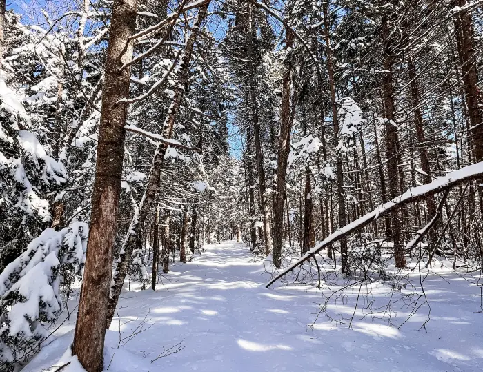 A trail through the winter woods no one has gone down yet.