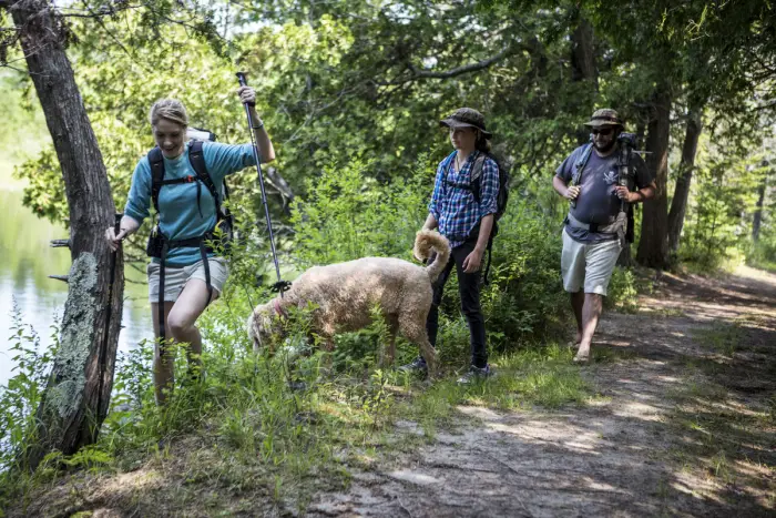 A group walks on a nature trail.