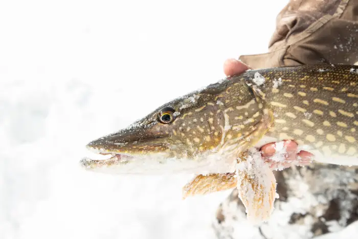 A northern pike&#44; a brown and green fish