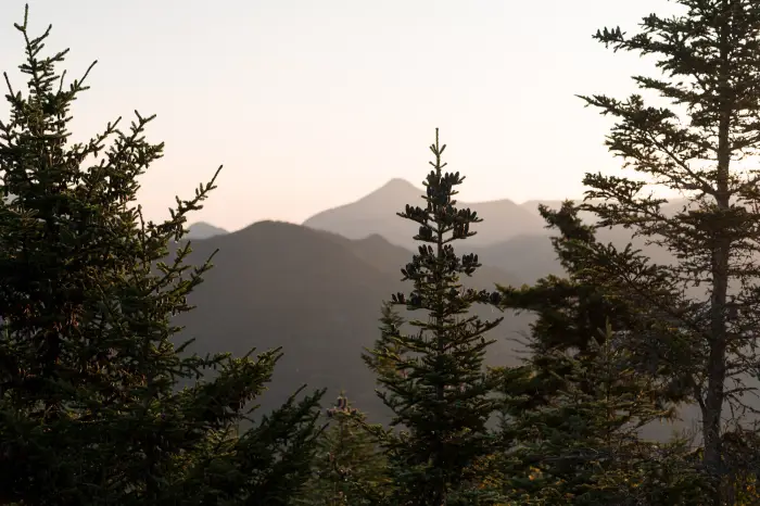 Pine trees and distant mountains in the early morning sunlight.