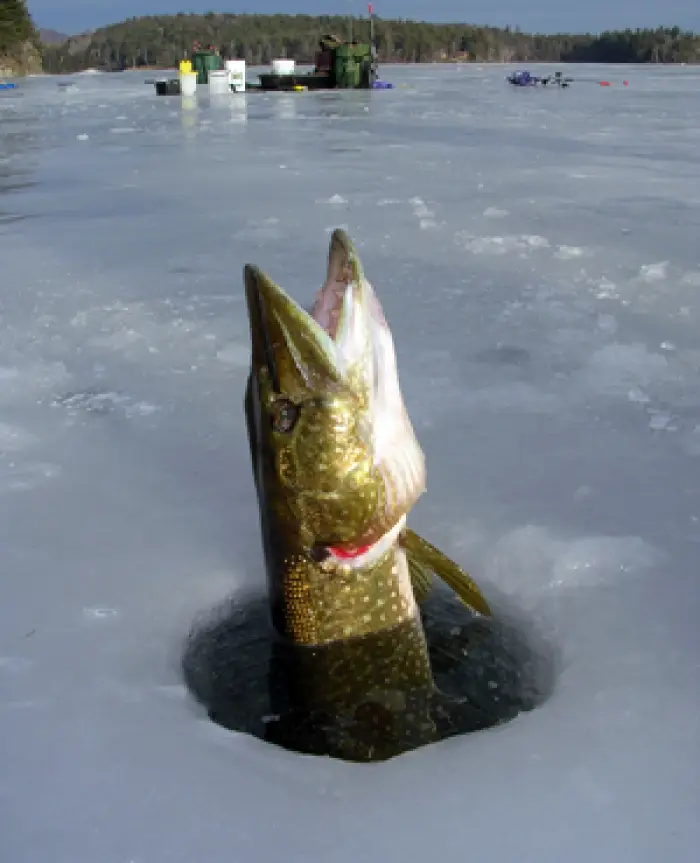 Pike through SchroonLake ice