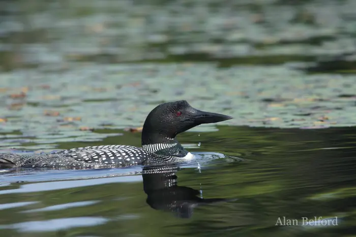 Whether by boat or by foot&#44; I love watching Common Loons.
