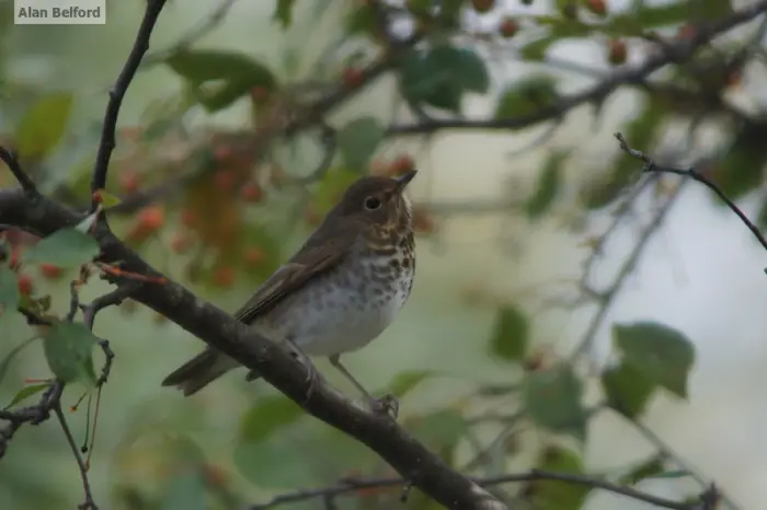 Swainson's Thrushes sang to me in the evening and in the morning in camp.