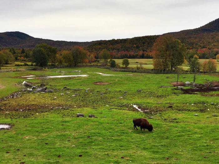 a single buffalo grazes on an autumn field.