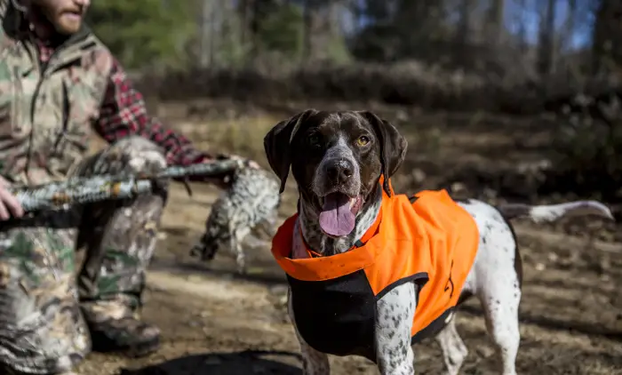 A brown and white hunting dog wearing an orange vest stands near an out-of-focus hunter holding a firearm