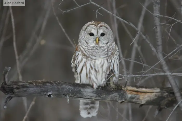 While I didn't hear one on this trip&#44; I often hear Barred Owls while camping in the Adirondacks.