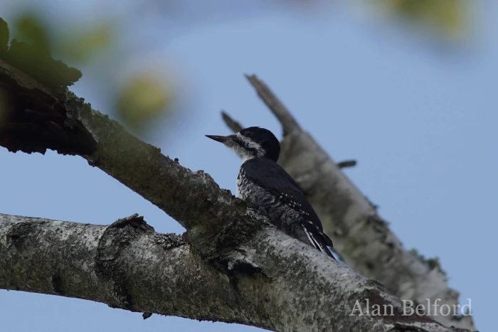 We found a Black-backed Woodpecker in camp and then again along the Roosevelt Truck Trail.