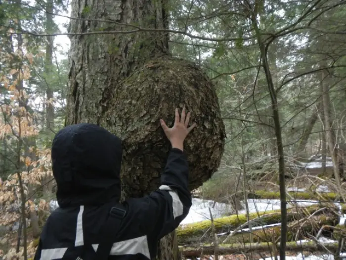 Monster burl at Challis Pond