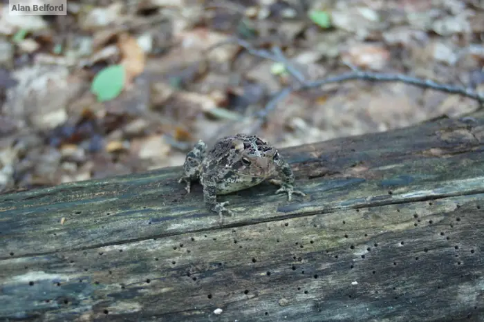 I also found a number of American Toads that night.