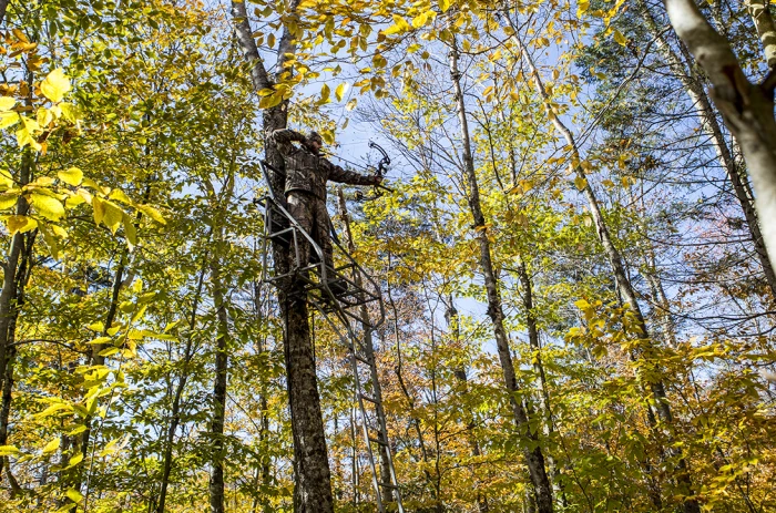 Bow hunter standing in a tree