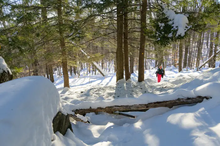 A woman in pink snowpants and a black jacket hikes on a trail in the snowy forest.