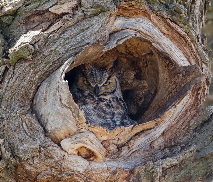 A pair of Great Horned Owls gave a territorial duet to all within earshot. Image courtesy of MasterImages.org.