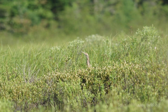 It's important to not only leave nothing behind&#44; but to also avoid disturbing wildlife as we paddle - such as this American Bittern on Cheney Pond.