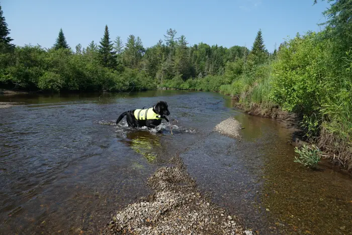 Wren retrieved sticks and swam at the Boreas River.