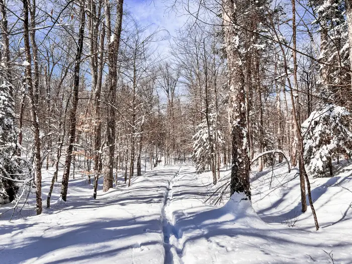A ski track through the woods