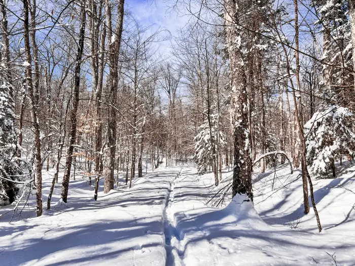 Ski tracks through a forest with trees with no leaves.