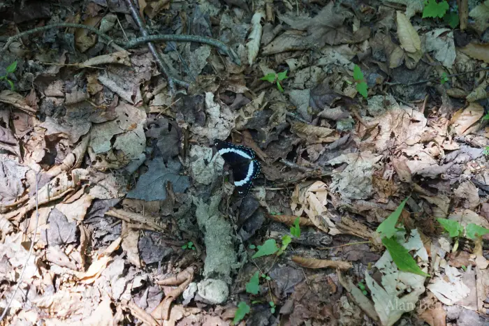 White admirals kept us company throughout our hike.