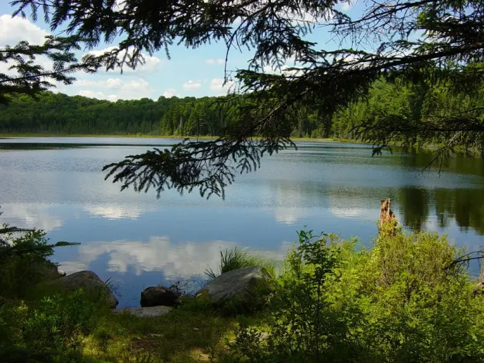 A gentle pond sits in the sunshine while surrounded by trees.