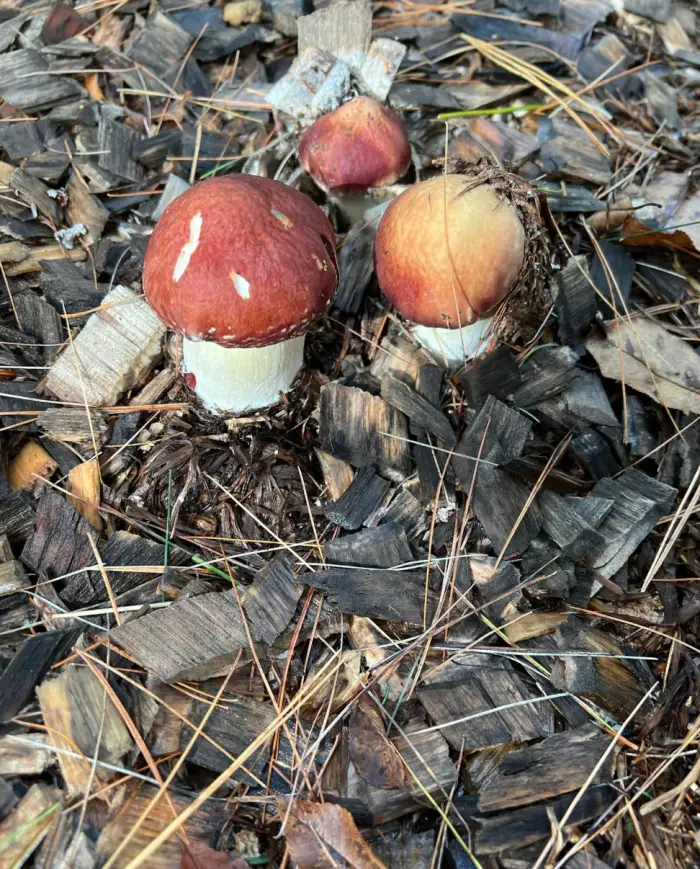 wine cap mushroom grown in sawdust