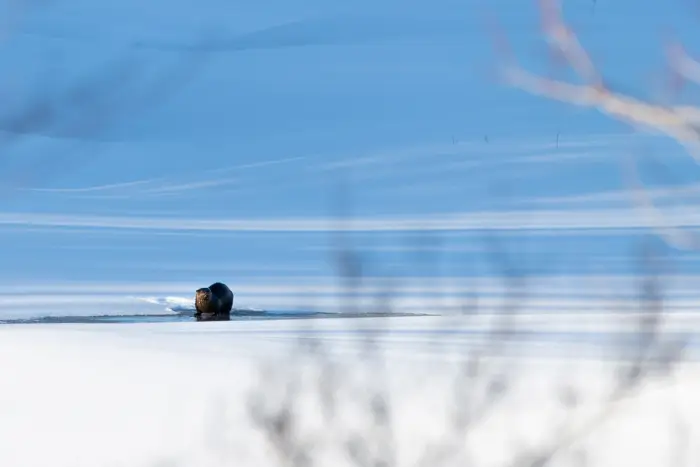A river otter on a frozen river