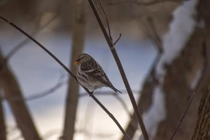 A common redpoll perches on a small branch.